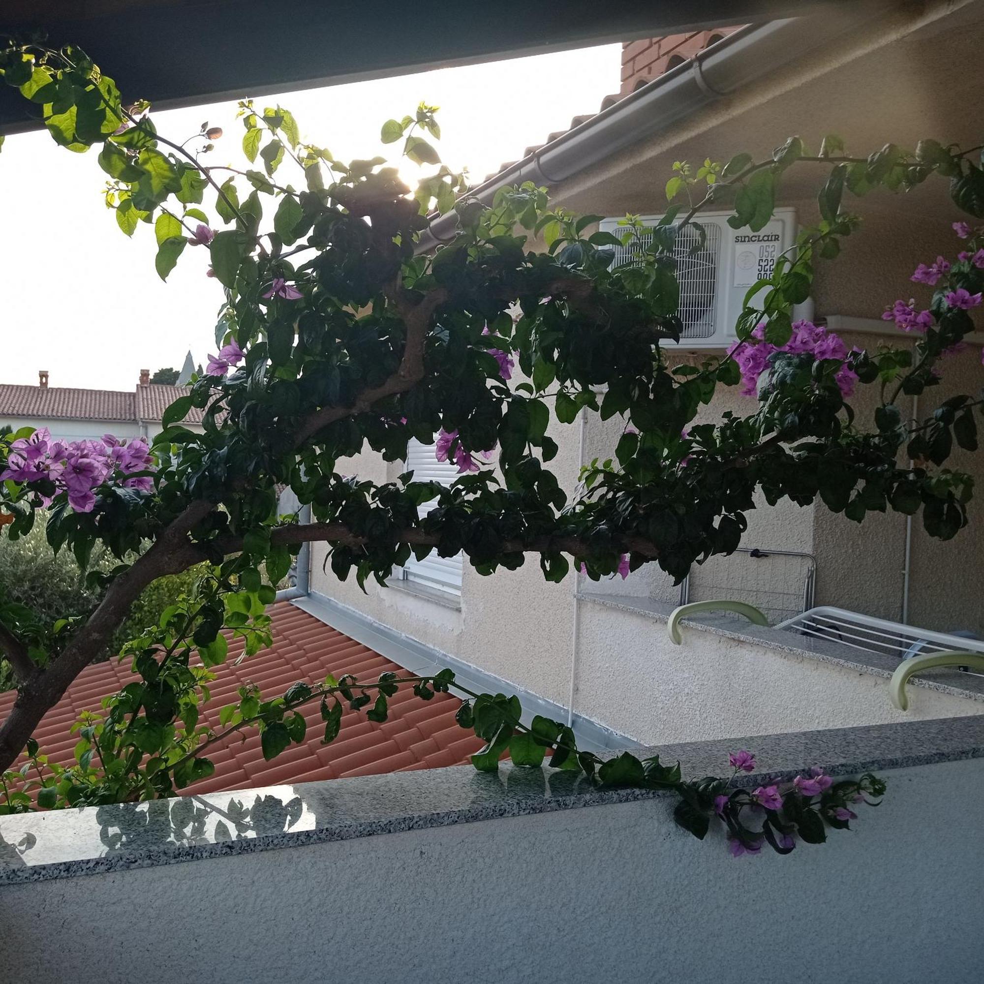 Apartments Anica Pula Exterior photo